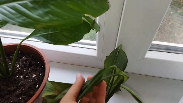 Всего одна таблетка вернёт ваш спатифилиум к жизни смотреть онлайн