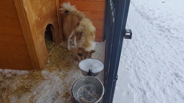 Кормлю лаек перед выездом в лес смотреть онлайн