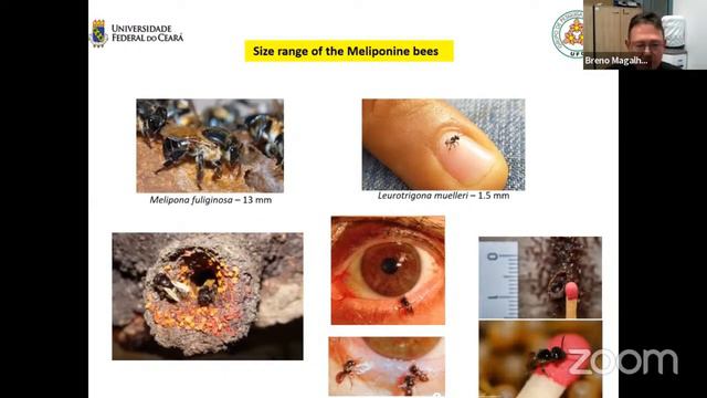 Stingless bees and tropical solitary bees - a talk by Professor Breno M. Freitas смотреть онлайн