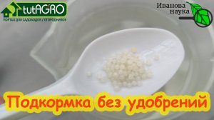 Герань выпустит десятки бутонов уже в феврале: для этой подкормки не нужны удобрения.