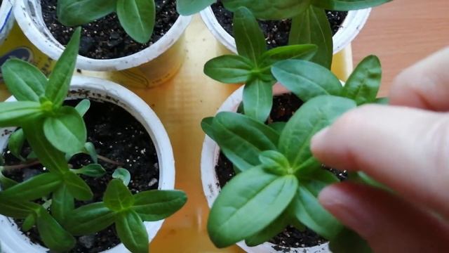 Прищипка циннии для наращивания дополнительных побегов #прищипкациннии