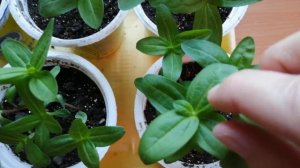 Прищипка циннии для наращивания дополнительных побегов #прищипкациннии