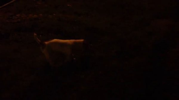 Собака с мигалкой