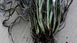 ВЫРАСТИТЬ КРАСПЕДИЮ НЕ СЛОЖНО!