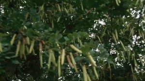 Пчеловодам на заметку. Желтая акация отличный медонос