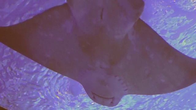 АКВАРИУМ АНТАЛИЯ ТУРЦИЯ - ANTALYA AQUARIUM смотреть онлайн