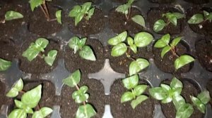 Фуксия. От черенка до цветения. (Зимнее черенкование фуксии)