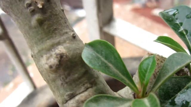 adenium plant care | CARE AND grow DESERT ROSE BONSAI | adenium desert rose care | soil CHANGE смотреть онлайн