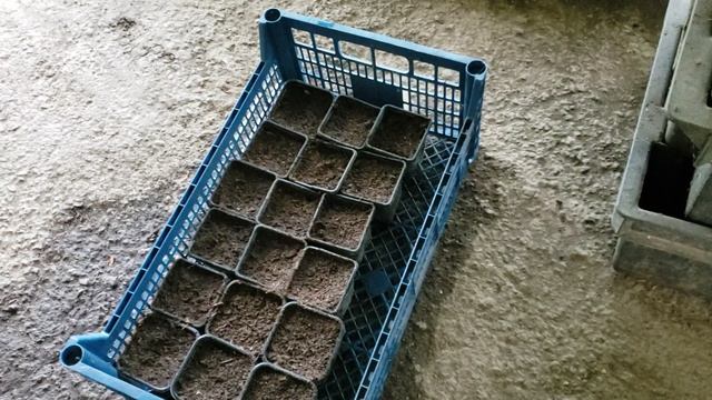 Эксперименты с червем и общий обход участка смотреть онлайн