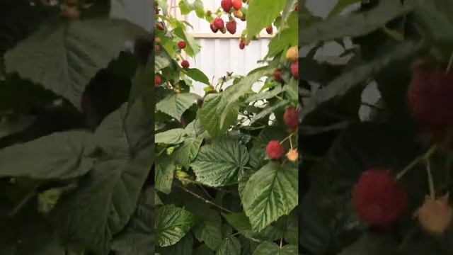 Малина изобильная карамелька пингвин Подмосковье 12 октября 2017 смотреть онлайн