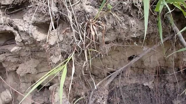 Ласточки береговушки 29 мая 2014 смотреть онлайн