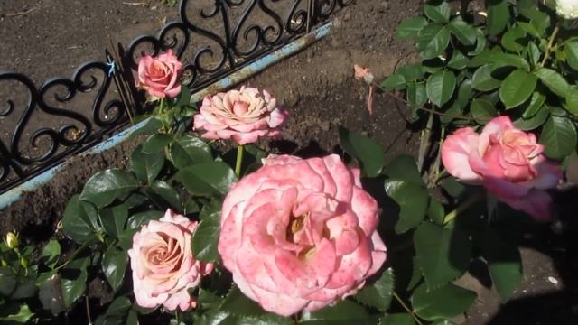 #Данила #мастер в# шоке. смотреть онлайн