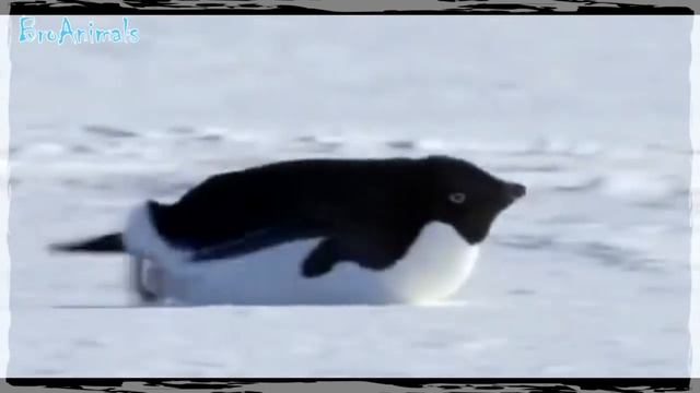 ПРИКОЛЫ С ПТИЦАМИ (приколы с животными) | FUNNY BIRDS (fun with animals) #579 смотреть онлайн