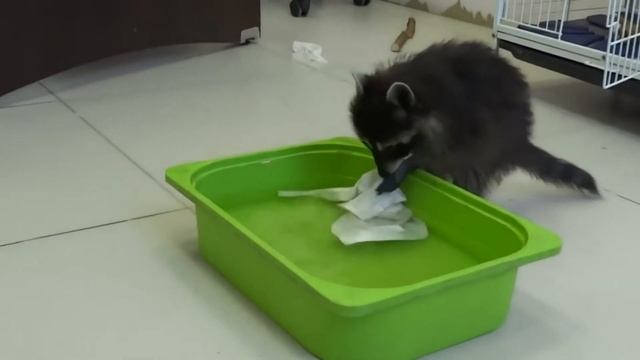 КАК СТИРАЕТ ЕНОТ