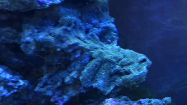 Морской аквариум в Старом Осколе смотреть онлайн