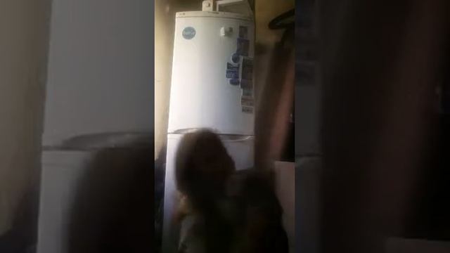 Покупки для кошке смотреть онлайн