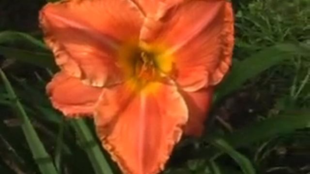 Лилейник daylily HOLD ON MY FRIEND смотреть онлайн