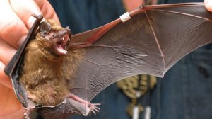 Звуки Летучей Мыши