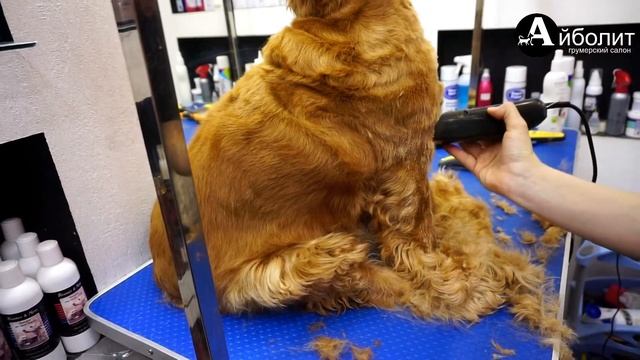 кокер спаниель груминг смотреть онлайн