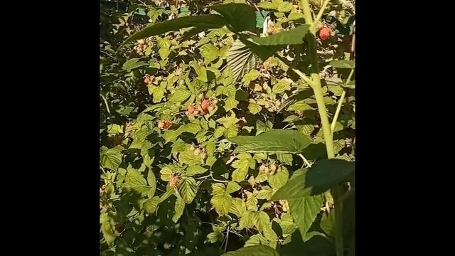 Обзор сорта малины "Патриция" смотреть онлайн
