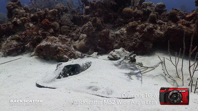 Olympus TG-6 | 4K 30p Underwater Test Footage | Little Cayman 2019 смотреть онлайн