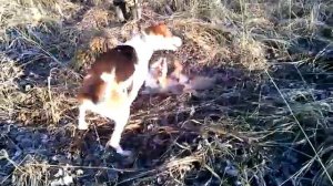 Охота на лису с борзой