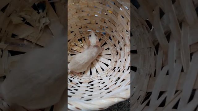 Моя мышка Маргаритка смотреть онлайн