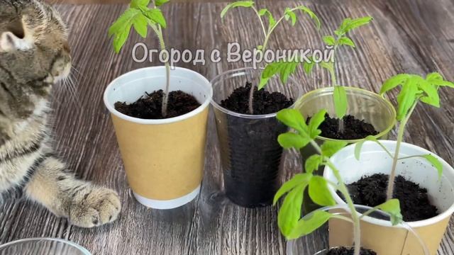 ЖАЛЕЮ, что РАНЬШЕ ТАК НЕ удобряла рассаду, теперь у меня рассада коренастая и крепкая смотреть онлайн