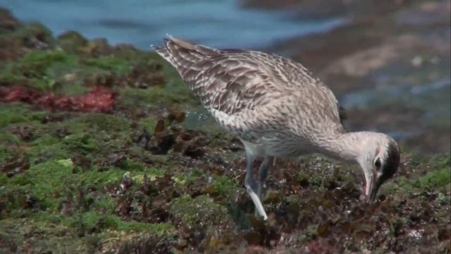 Средний кроншнеп Numenius phaeopus смотреть онлайн