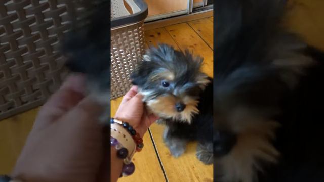 Йоркширский терьер мальчик, шпиц, и другие щенки смотреть онлайн