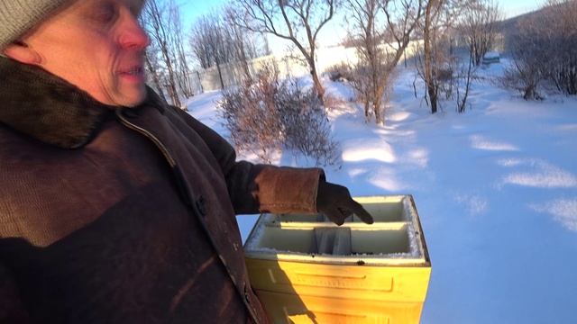 ЗИМОВКА ПЧЁЛ НА ВОЛЕ С СЕТЧАТЫМ ДНОМ В СУРОВЫХ УСЛОВИЯХ УРАЛА. смотреть онлайн