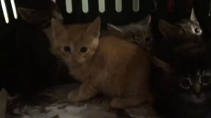 У КОТЁНКА ЛИЧИНКА В ГОЛОВЕ (Спасли бездомных котят) Ветеринарное ранчо на русском