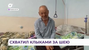 Схватил клыками за шею: переживший атаку тигра в Приморье рассказал о нападении