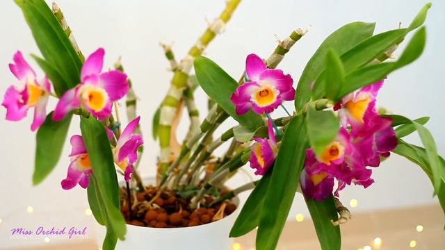 Pros & Cons of growing Dendrobium Nobile Orchids in a home смотреть онлайн