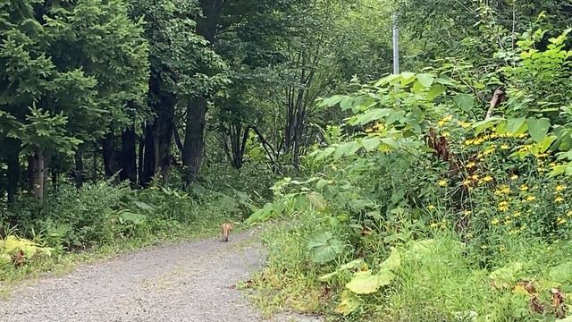 fox biei hokkaido japan смотреть онлайн