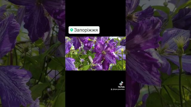 Клематис сорту "Тай Дай". смотреть онлайн