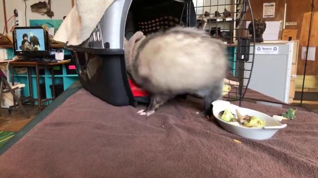Luna The Awesome Opossum