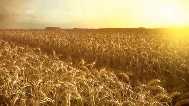 Golden Harvest Productions 2019 ID смотреть онлайн