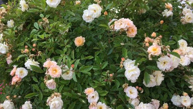 Розы в саду 2020 Маленький сад перед домом смотреть онлайн