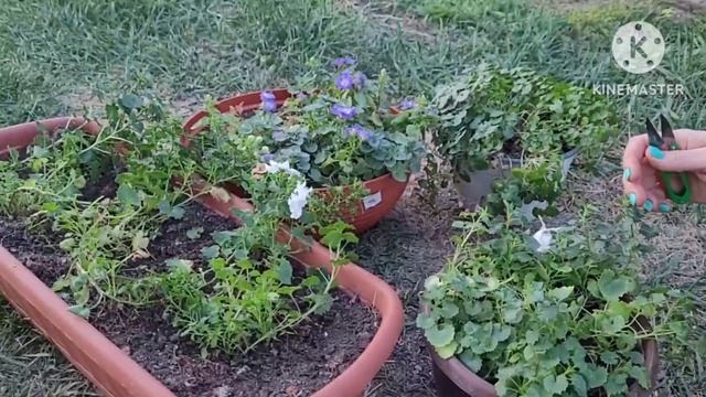 Как выращивать цветок КАМПАНУЛА. жених и невеста, советы и опыт от Ани. ПРОДАЮТСЯ! смотреть онлайн