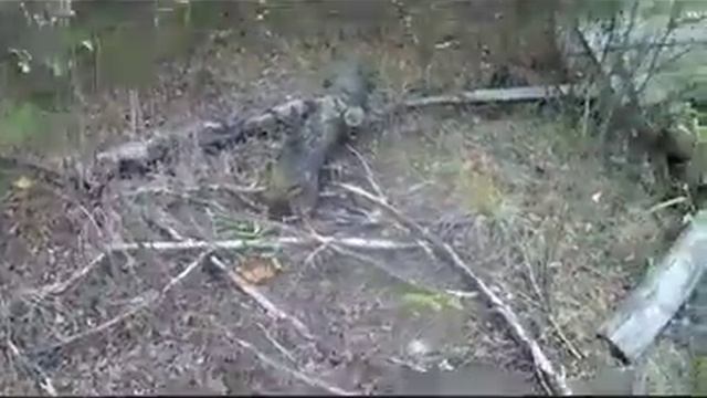 Далеко в лесу хорошо растут белые грибы,подосиновики и другие  Far Away In A Forest Grow Well Porci