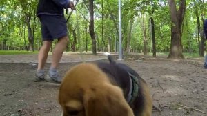284. Собака не слышит подзыв, не подходит на улице. Как улучшить подзыв при помощи поводка