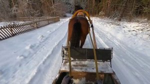 ЗАПРЯГЛИ ЛОШАДЬ В САНИ. КАТАНИЕ ПО ЛЕСУ НА САНЯХ. ЗИМНИЕ РАЗВЛЕЧЕНИЯ