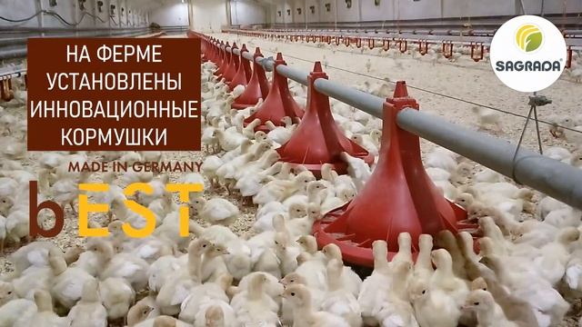 Индюшиная ферма: подращивание молодняка | Оборудование SAGRADA смотреть онлайн