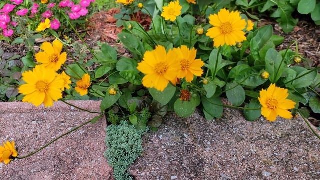 상쾌한 여름꽃 "금계국" 키우기 (How to grow Coreopsis Early Sunrise) смотреть онлайн