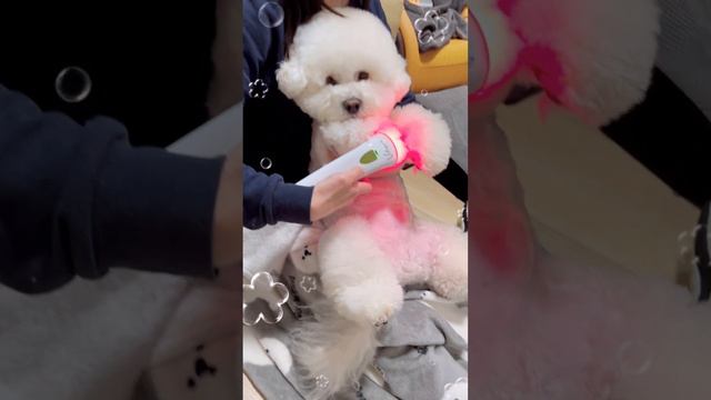 Photizo Vetcare 寵物護理光療儀 смотреть онлайн