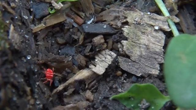Почвенный клещ Краснотелка - Trombidiidae смотреть онлайн
