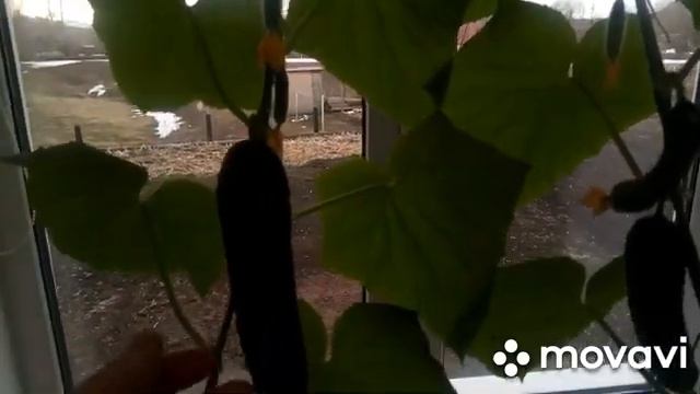 Огурцы на подоконнике в апреле смотреть онлайн