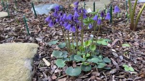 Сольданелла альпийская-любимая малышка в моем саду