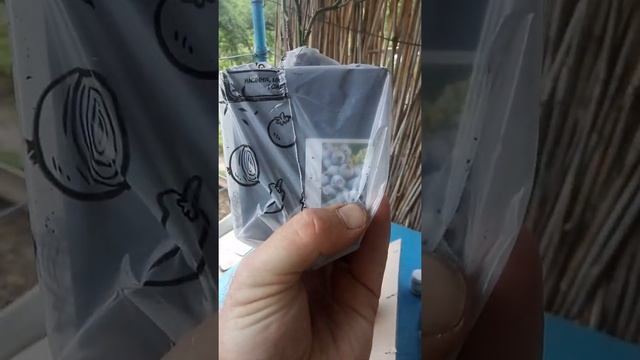 Саженцы с Агро-маркета. Малиновое дерево "Атлант" и черника садовая. смотреть онлайн